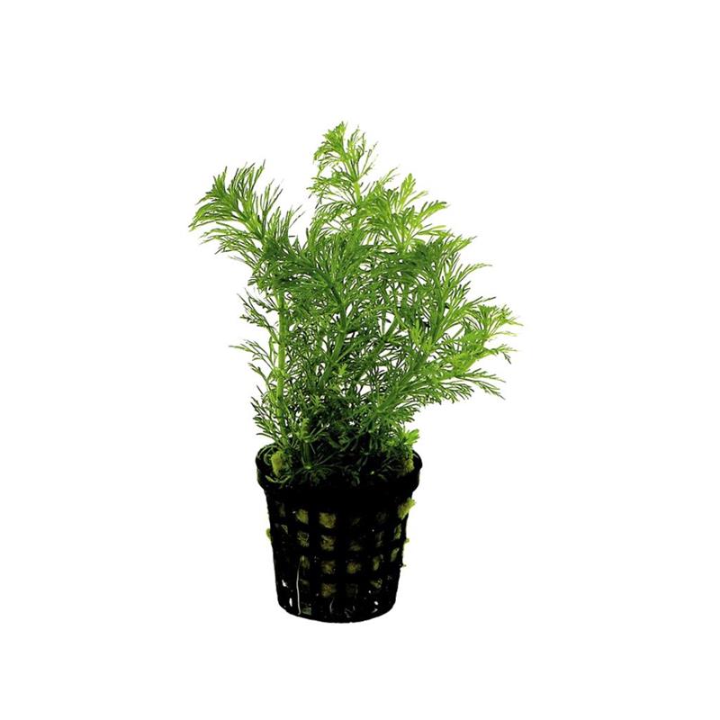 Planta acvariu Limnophila Heterophylla Stoffels - imagine 3